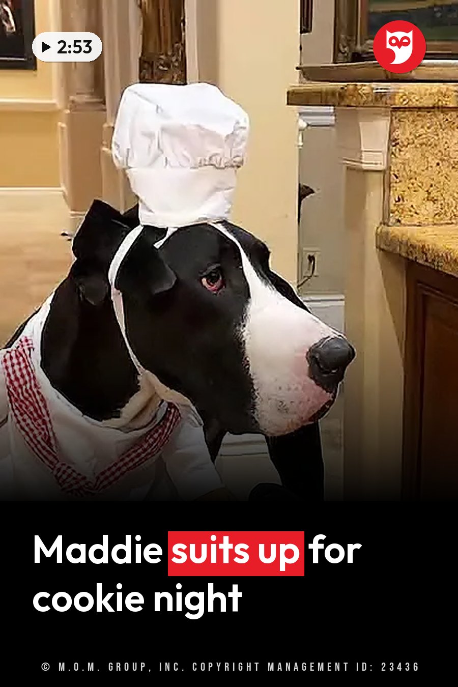 A black-and-white dog wears a chef's hat and apron, standing indoors near kitchen counters. A headline runs in white letters across the lower third.