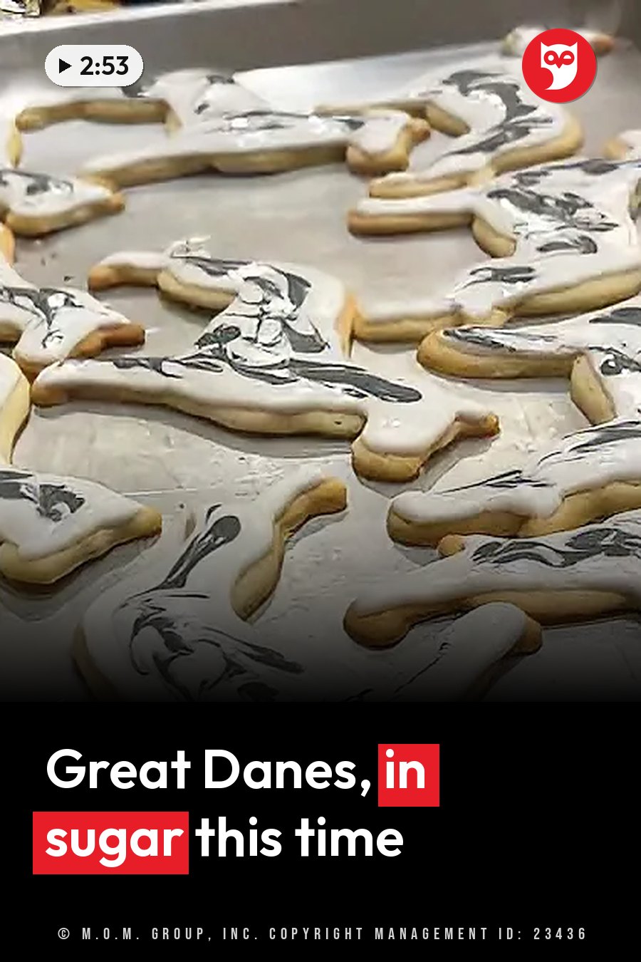 Animal-shaped sugar cookies with white icing and black swirls sit on a tray. A headline runs in white letters across the lower third.