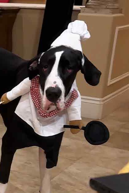 A black and white Great Dane dressed as a chef in an indoor home environment with warm lighting.