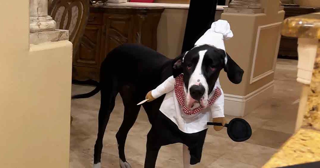 A black and white Great Dane dressed as a chef in an indoor home environment with warm lighting.