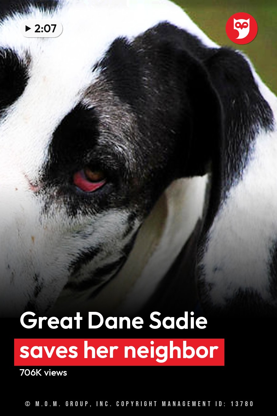 A Great Dane with a black and white coat stands outdoors amidst lush greenery under natural daylight. The headline runs in white letters across the lower third.