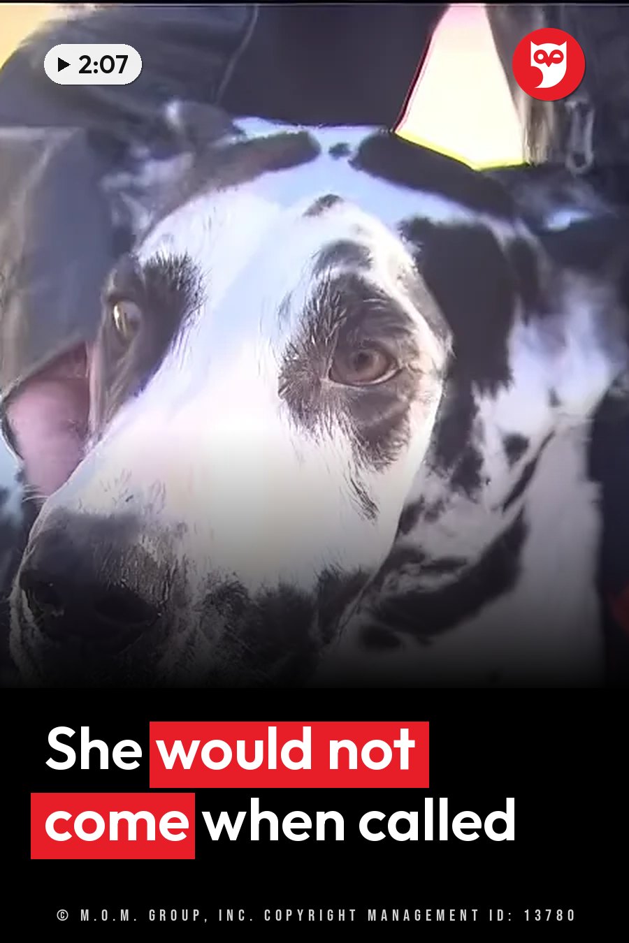 A black-and-white Great Dane with brown eyes looks up while a person in dark clothing holds her. A headline runs in white letters across the lower third.