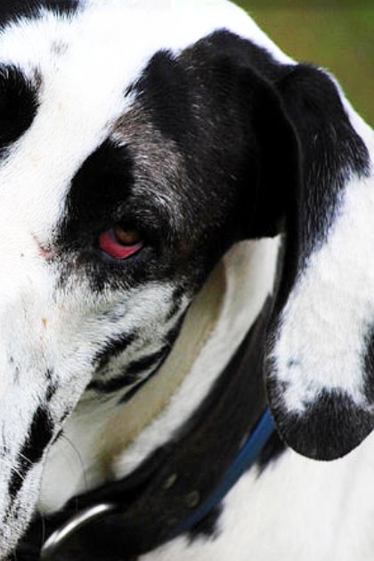 A Great Dane with a black and white coat stands outdoors amidst lush greenery under natural daylight.