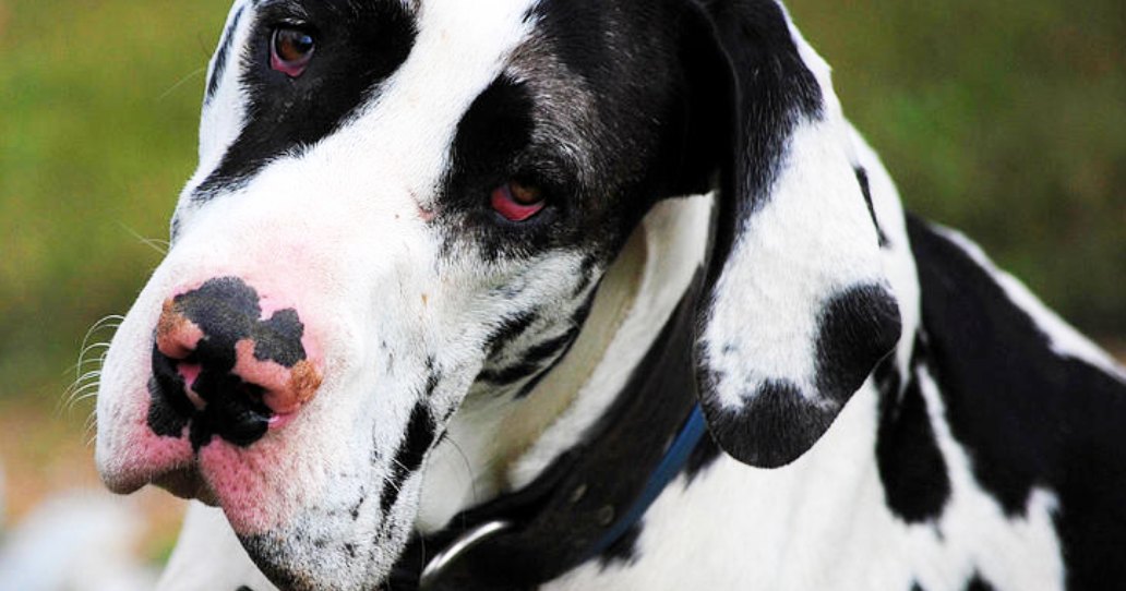 A Great Dane with a black and white coat stands outdoors amidst lush greenery under natural daylight.