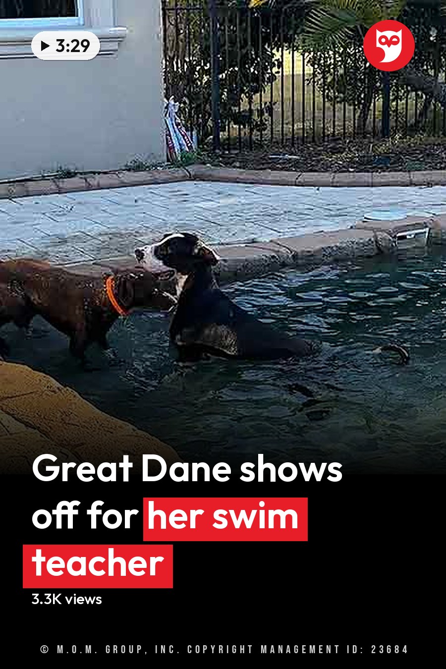 Two adult dogs, one with dark brown fur and an orange collar, another predominantly black with white markings, frolicking in a residential backyard pool surrounded by stone tiles and greenery. The headline runs in white letters across the lower third.