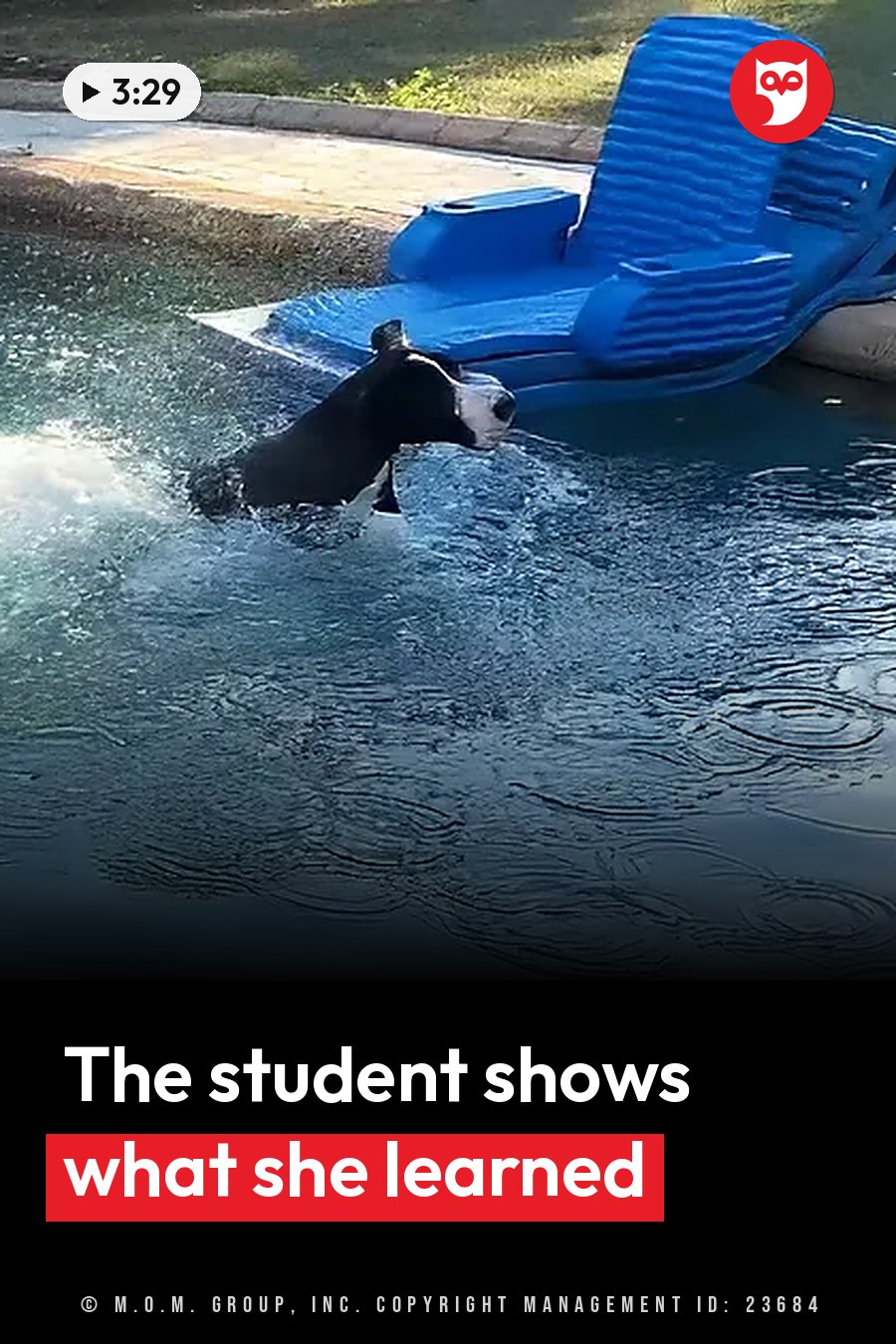 A black-and-white dog swims in a backyard pool next to a blue inflatable chair. A headline runs in white letters across the lower third.