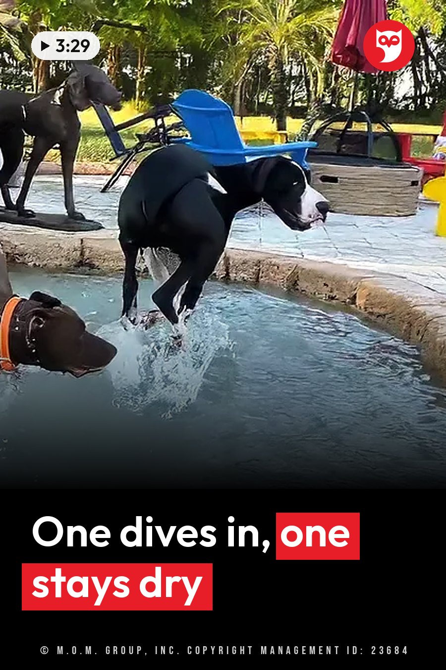 A black dog leaps into a pool while another dog watches nearby, close to a blue chair. A headline runs in white letters across the lower third.