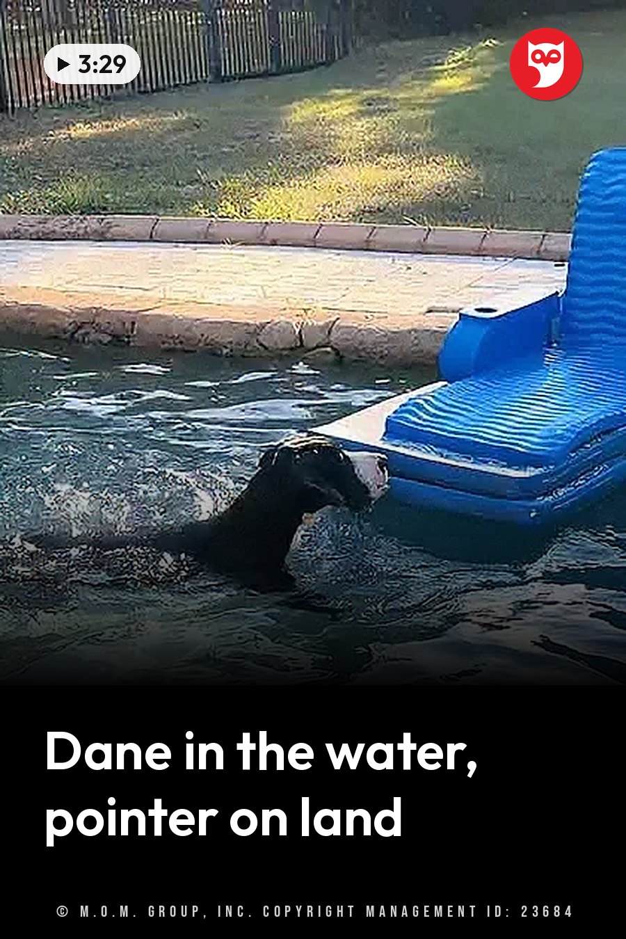 A black dog swims toward a blue inflatable float in a backyard swimming pool. A headline runs in white letters across the lower third.