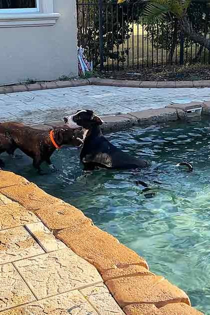Two adult dogs, one with dark brown fur and an orange collar, another predominantly black with white markings, frolicking in a residential backyard pool surrounded by stone tiles and greenery.