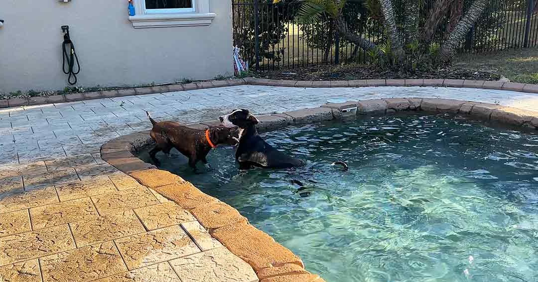 Two adult dogs, one with dark brown fur and an orange collar, another predominantly black with white markings, frolicking in a residential backyard pool surrounded by stone tiles and greenery.