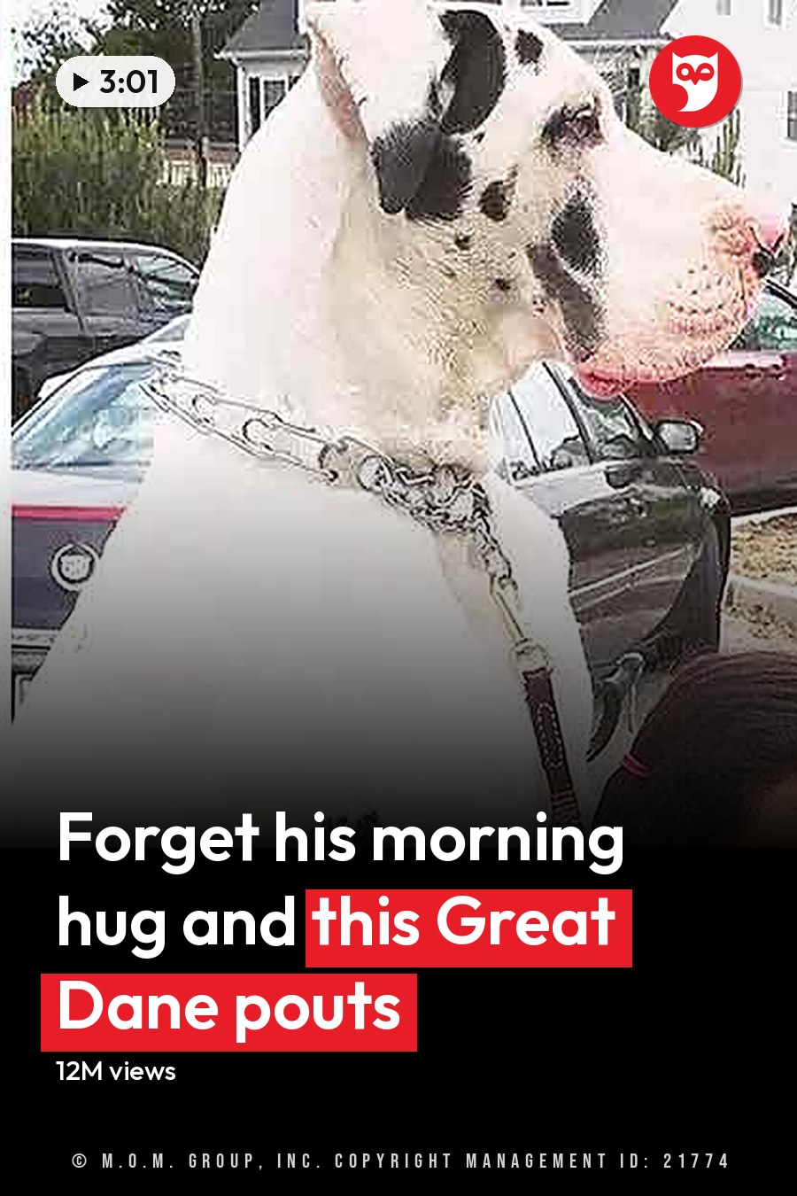 A large white Great Dane with black spots, an adult female wearing a light-colored t-shirt or blouse, another young adult female in a red shirt and white dog leash, set against residential houses with lawns and trees, likely spring or summer day. The headline runs in white letters across the lower third.