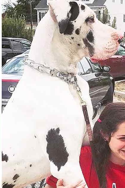 A large white Great Dane with black spots, an adult female wearing a light-colored t-shirt or blouse, another young adult female in a red shirt and white dog leash, set against residential houses with lawns and trees, likely spring or summer day.