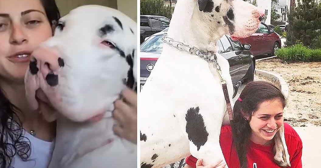 A large white Great Dane with black spots, an adult female wearing a light-colored t-shirt or blouse, another young adult female in a red shirt and white dog leash, set against residential houses with lawns and trees, likely spring or summer day.
