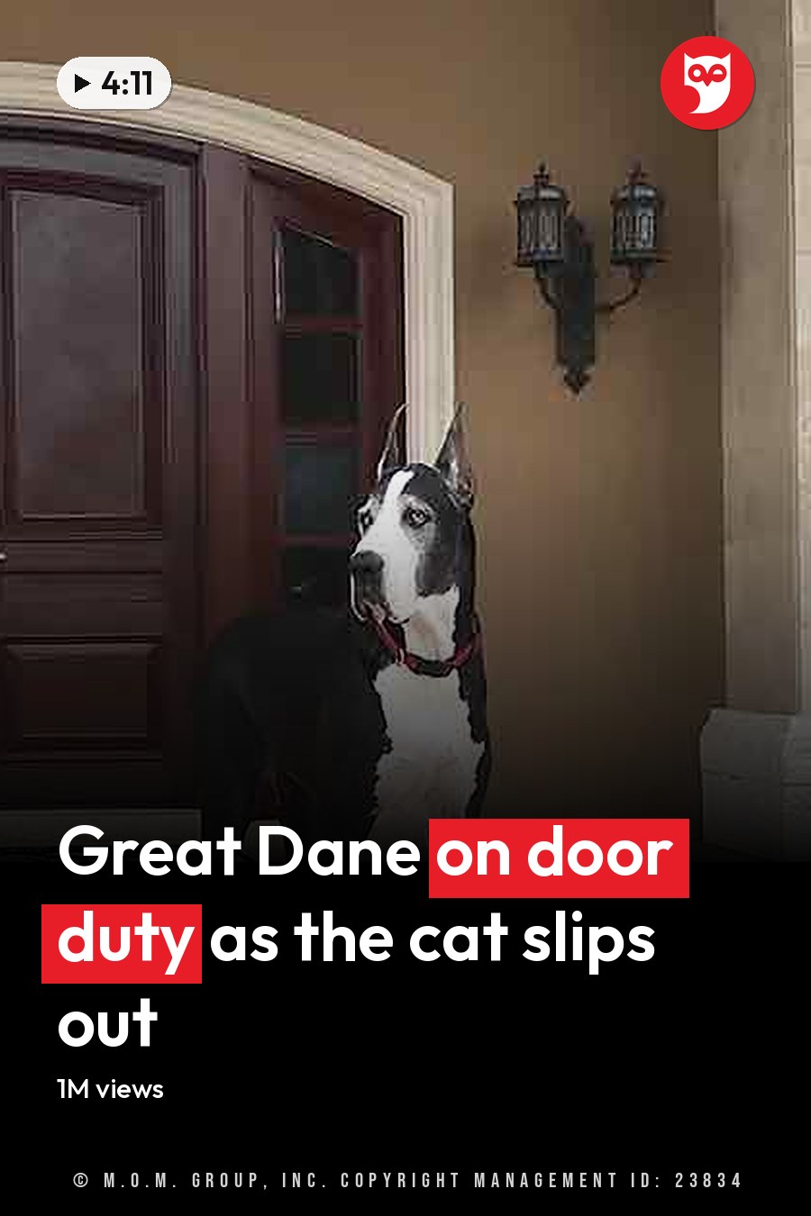 Two Great Danes with white and gray markings in front of a house entrance; a tabby cat sits inside near the door, residential suburban setting, daytime lighting. The headline runs in white letters across the lower third.