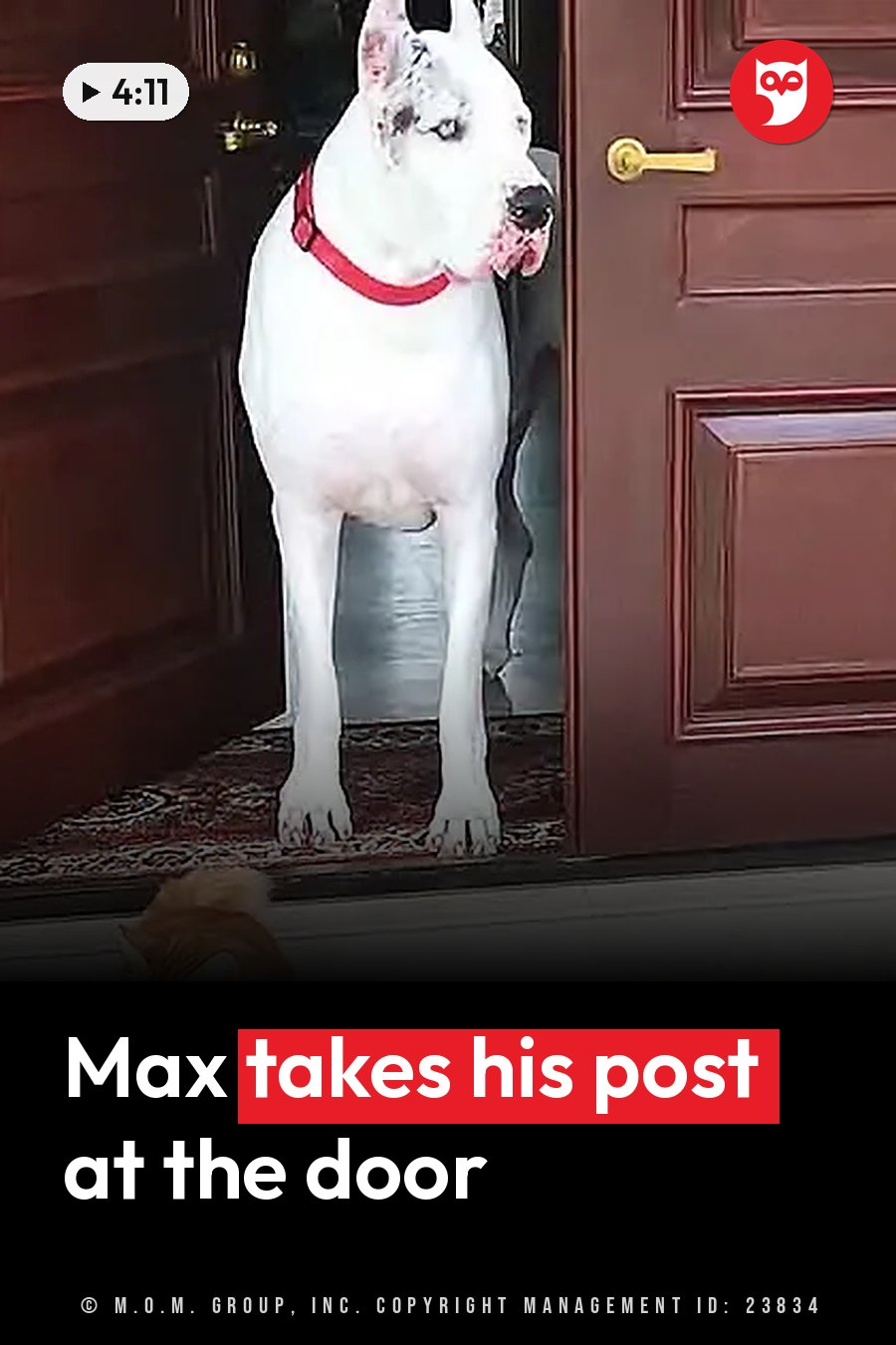 A large white dog with a red collar stands in an open doorway, looking outward. A headline runs in white letters across the lower third.