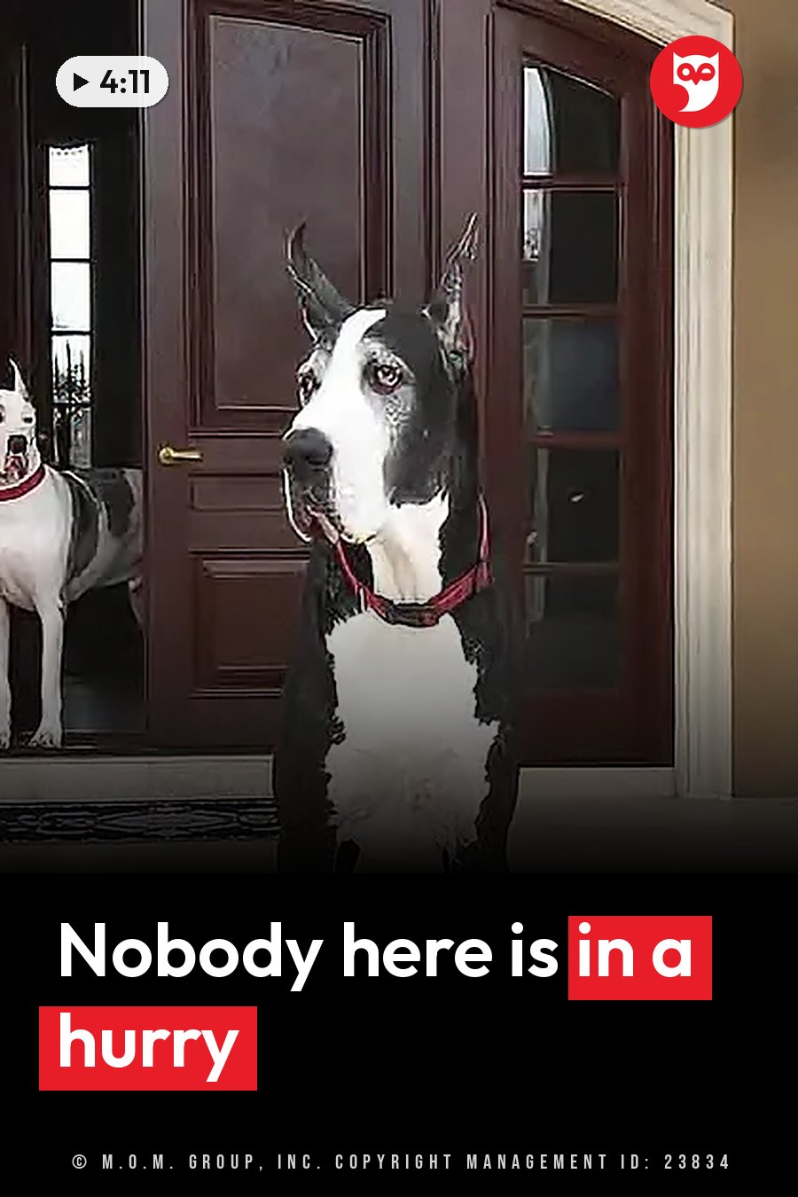 Two large dogs stand near a dark wooden door with glass panels; one sits facing forward. A headline runs in white letters across the lower third.