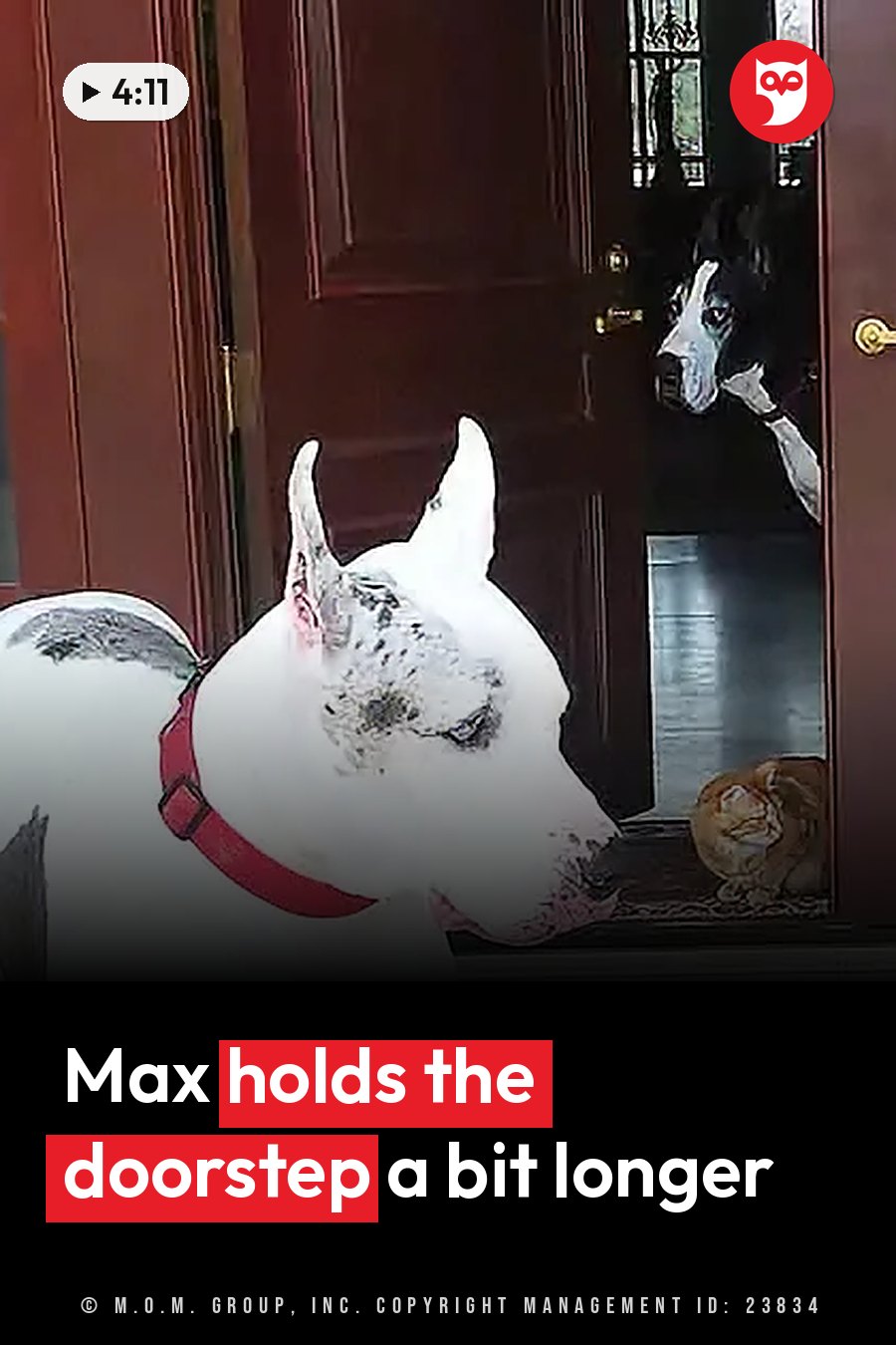 Two dogs at a doorway, one sitting outside in a red collar, the other inside beside an orange cat. A headline runs in white letters across the lower third.