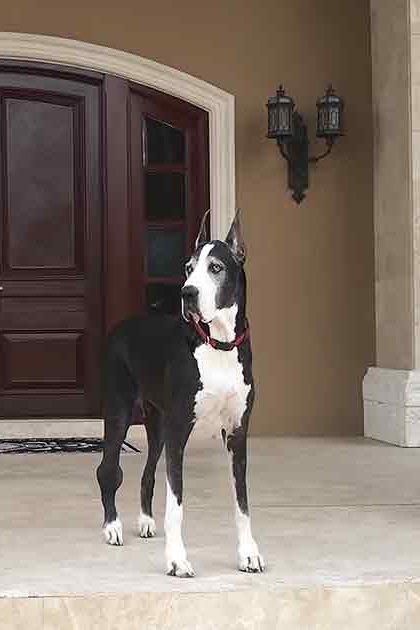 Two Great Danes with white and gray markings in front of a house entrance; a tabby cat sits inside near the door, residential suburban setting, daytime lighting.