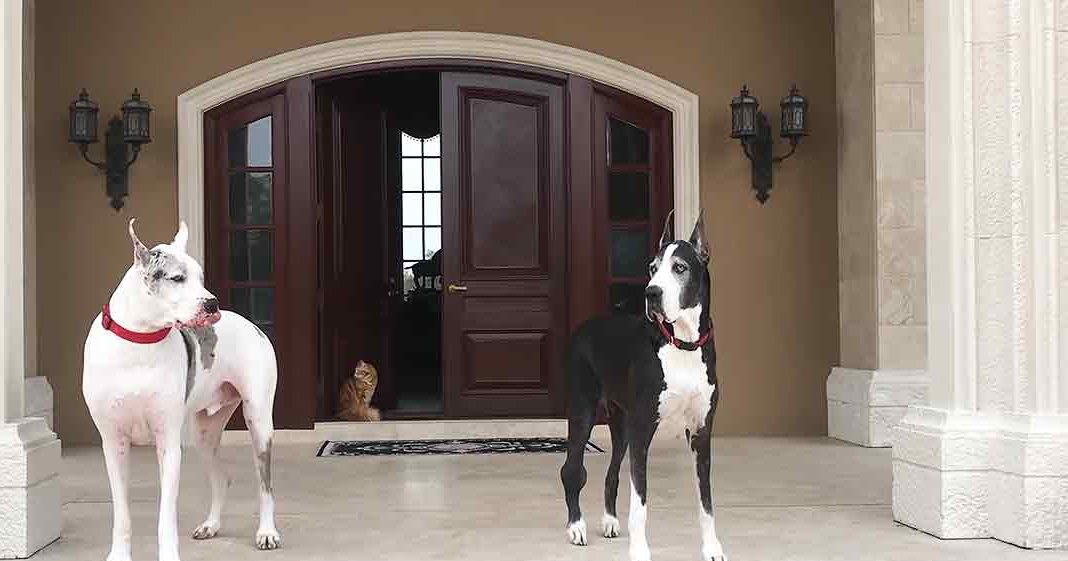 Two Great Danes with white and gray markings in front of a house entrance; a tabby cat sits inside near the door, residential suburban setting, daytime lighting.
