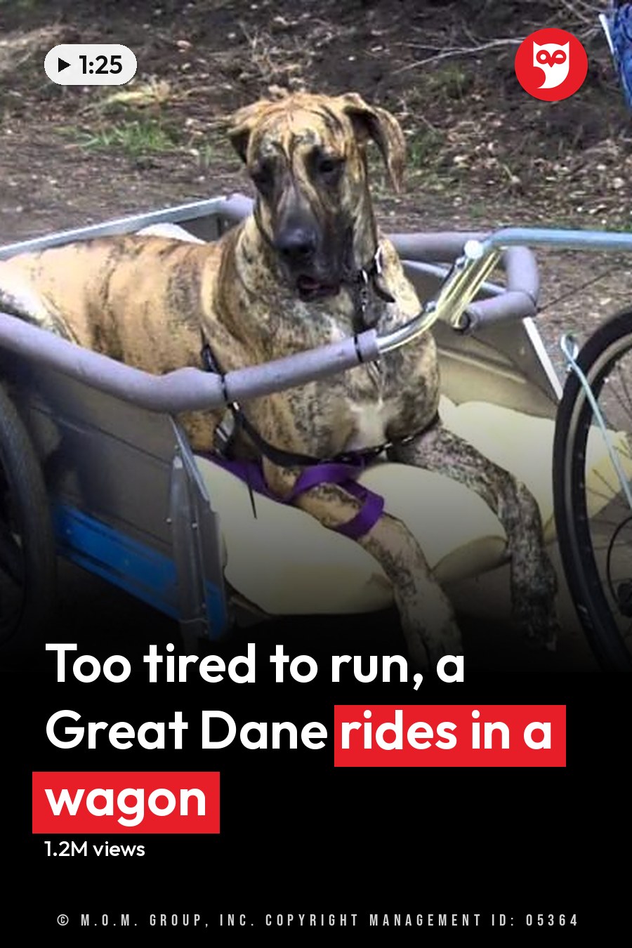A Great Dane or similar large breed dog, brindle coat pattern with a mix of dark brown, black, and tan, seated in a small cart attached to a bicycle being pulled by an adult male wearing blue jeans, a dark-colored t-shirt, and athletic shoes. The scene takes place on an outdoor path, possibly in a park or rural area with dirt ground and some greenery visible in the background. The headline runs in white letters across the lower third.