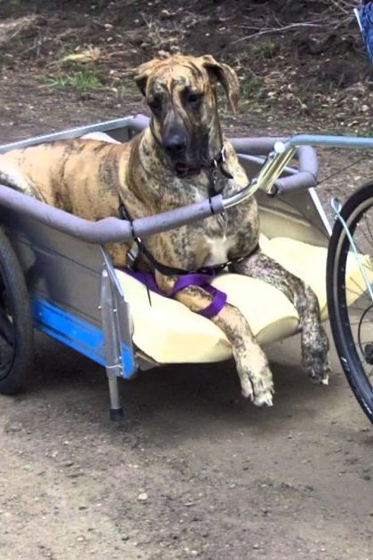 A Great Dane or similar large breed dog, brindle coat pattern with a mix of dark brown, black, and tan, seated in a small cart attached to a bicycle being pulled by an adult male wearing blue jeans, a dark-colored t-shirt, and athletic shoes. The scene takes place on an outdoor path, possibly in a park or rural area with dirt ground and some greenery visible in the background.