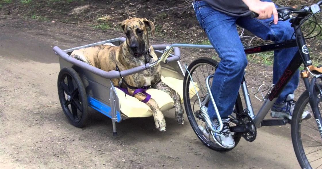 A Great Dane or similar large breed dog, brindle coat pattern with a mix of dark brown, black, and tan, seated in a small cart attached to a bicycle being pulled by an adult male wearing blue jeans, a dark-colored t-shirt, and athletic shoes. The scene takes place on an outdoor path, possibly in a park or rural area with dirt ground and some greenery visible in the background.