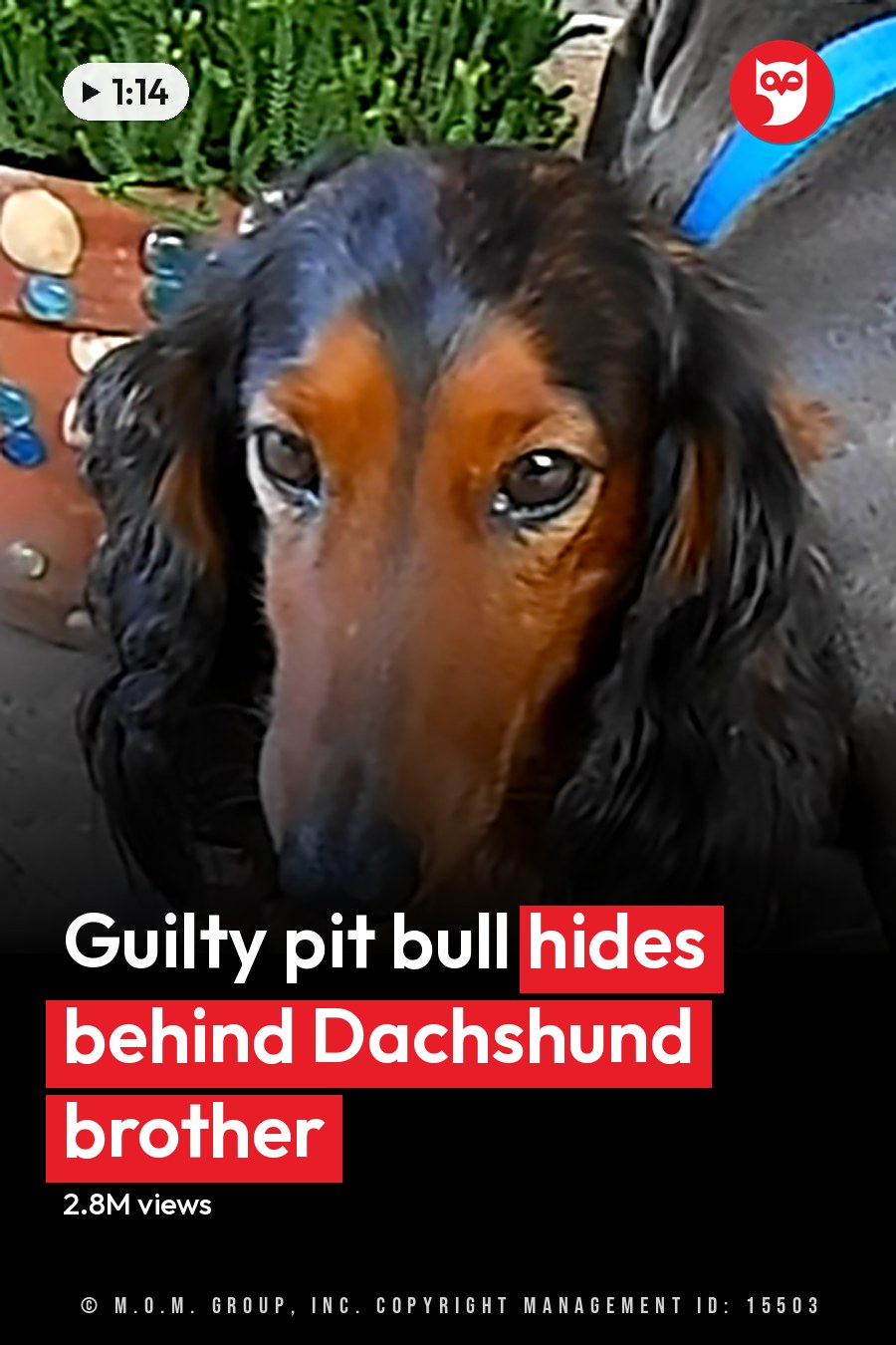 A Dachshund with long floppy ears and a black coat with brown markings on its face and paws stands in an outdoor garden area with concrete paving stones, surrounded by greenery and decorative objects. The headline runs in white letters across the lower third.