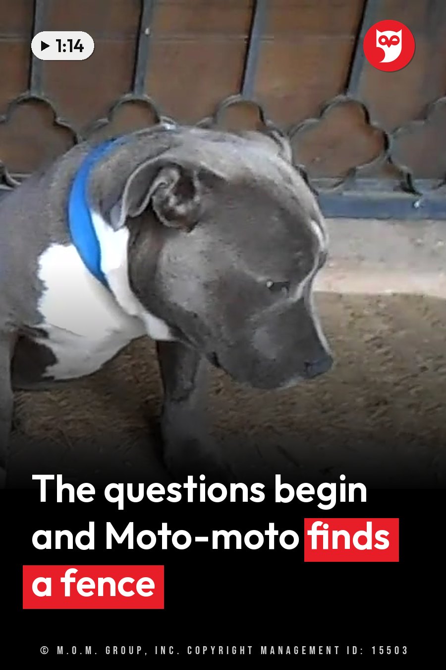 A gray dog with a white chest and a blue collar stands near a metal fence on bare dirt. A headline runs in white letters across the lower third.