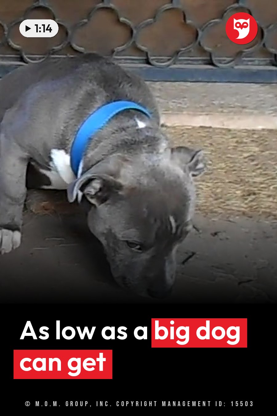 A gray dog with a blue collar lies on dirt ground beside a patterned fence with his head lowered. A headline runs in white letters across the lower third.