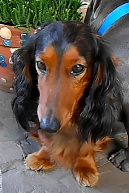 A Dachshund with long floppy ears and a black coat with brown markings on its face and paws stands in an outdoor garden area with concrete paving stones, surrounded by greenery and decorative objects.