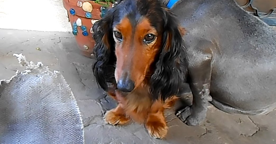 A Dachshund with long floppy ears and a black coat with brown markings on its face and paws stands in an outdoor garden area with concrete paving stones, surrounded by greenery and decorative objects.