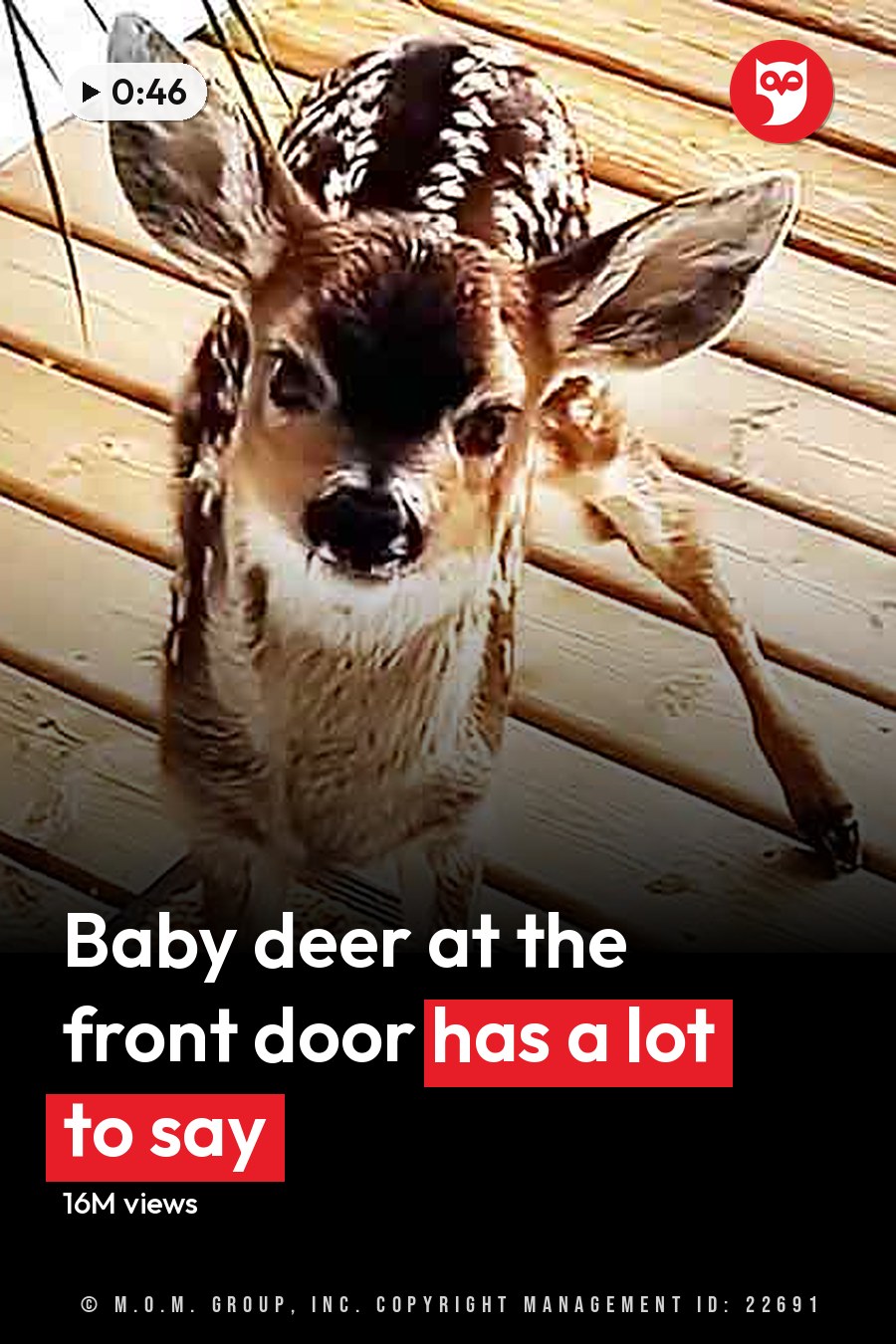 A fawn with brown spots stands on a wooden deck, surrounded by a woven basket and doormat in an indoor home setting. The headline runs in white letters across the lower third.
