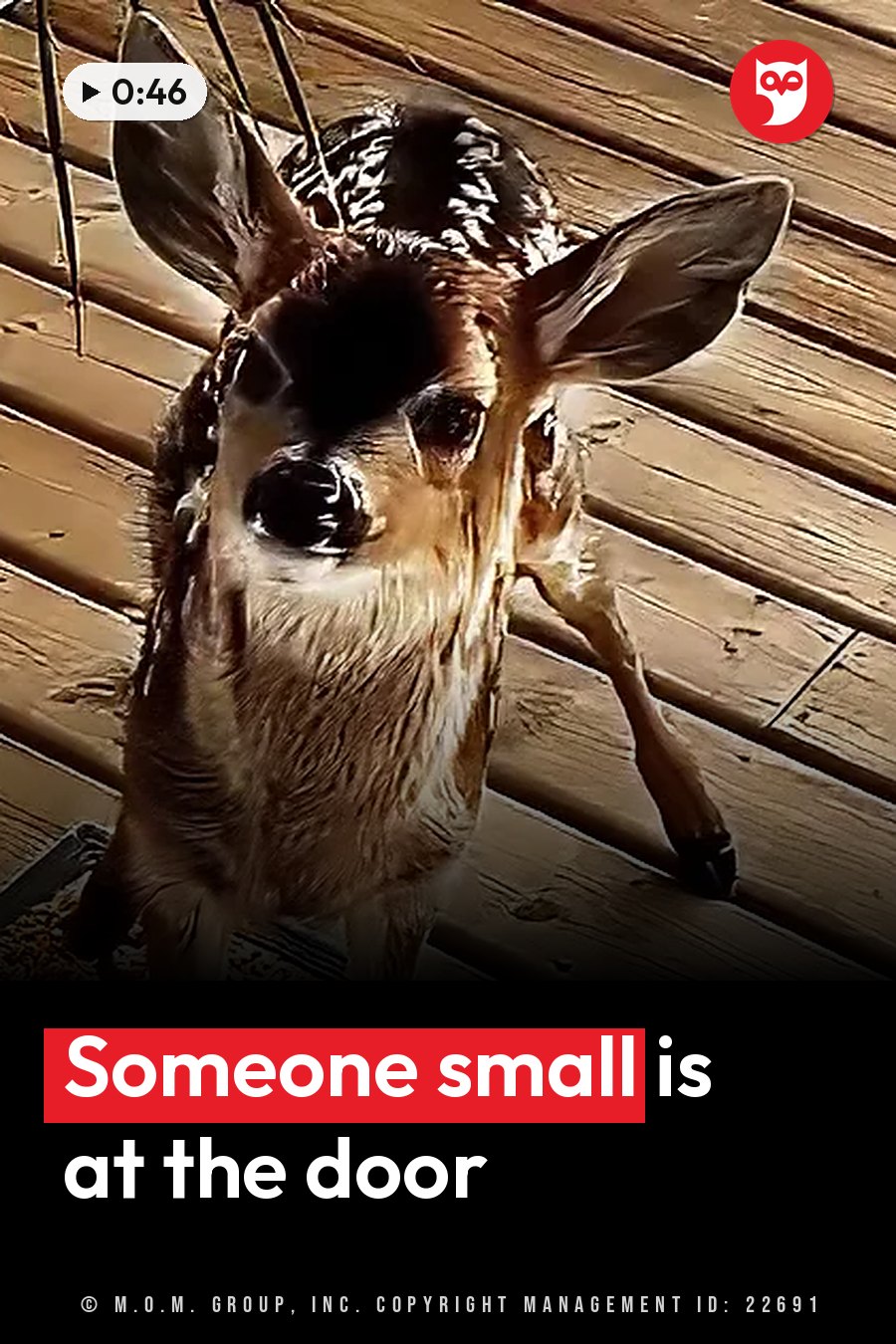 A young deer with spotted fur stands on wooden planks, looking at the camera with its large ears perked up. A headline runs in white letters across the lower third.