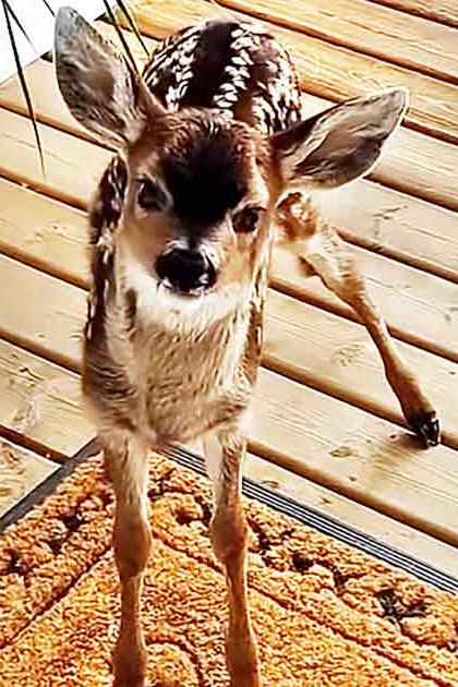 A fawn with brown spots stands on a wooden deck, surrounded by a woven basket and doormat in an indoor home setting.
