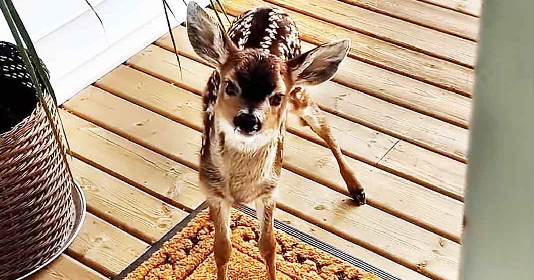 A fawn with brown spots stands on a wooden deck, surrounded by a woven basket and doormat in an indoor home setting.