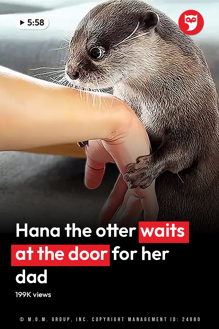 A juvenile common otter interacts with a human hand in an indoor home setting, partially visible light gray sofa and wooden legged furniture in the background. The headline runs in white letters across the lower third.