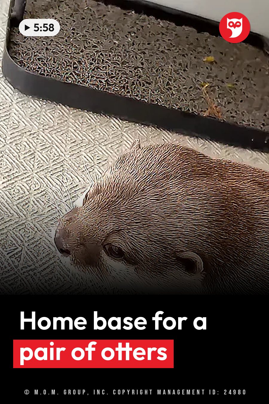 An otter rests on a patterned floor beside a black litter box filled with shredded material. A headline runs in white letters across the lower third.