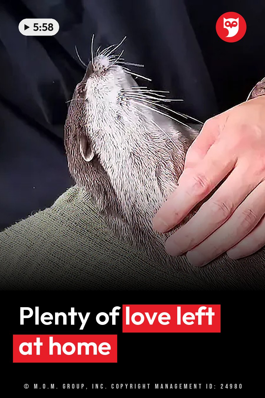 A human hand strokes a small whiskered otter lying on a green textured surface. A headline runs in white letters across the lower third.