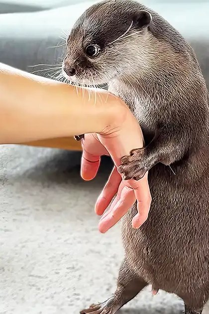 A juvenile common otter interacts with a human hand in an indoor home setting, partially visible light gray sofa and wooden legged furniture in the background.