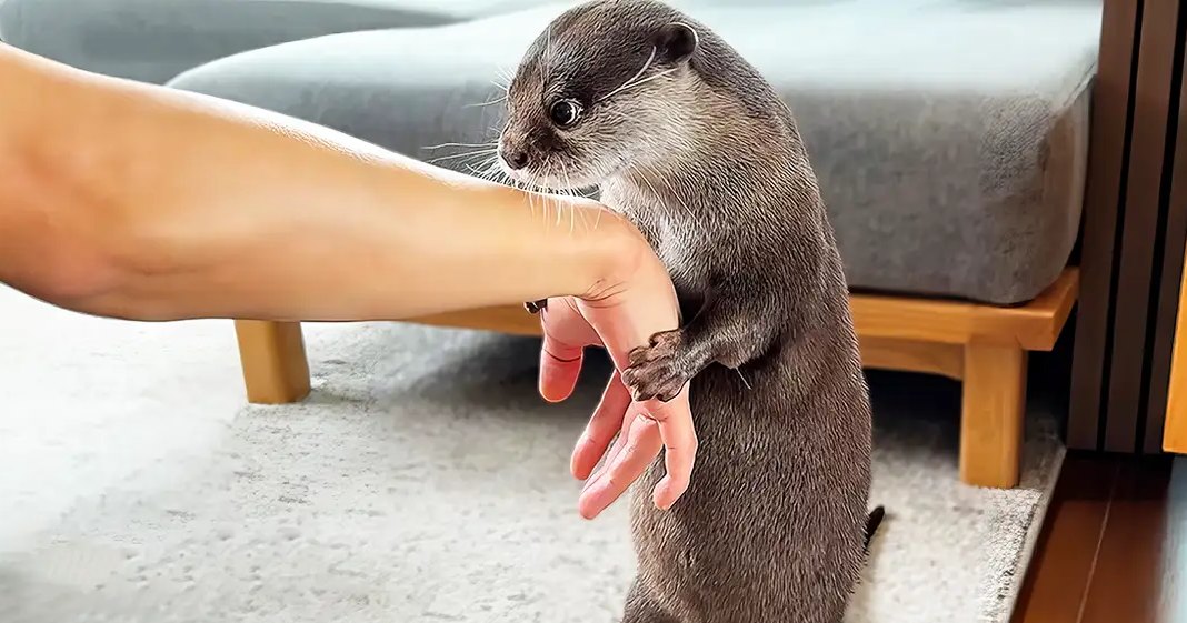 A juvenile common otter interacts with a human hand in an indoor home setting, partially visible light gray sofa and wooden legged furniture in the background.