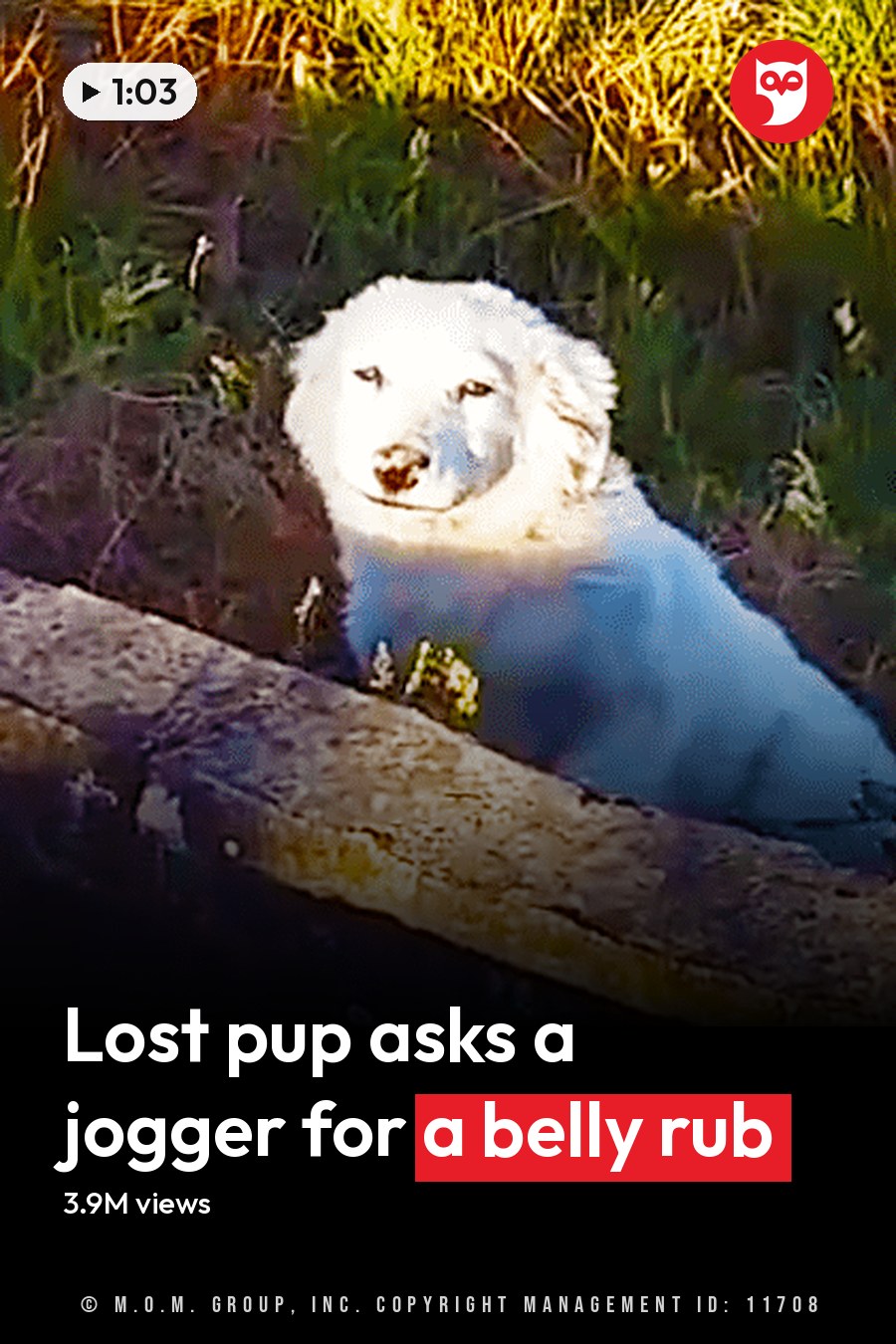 A curious white Great Pyrenees or Maremma sheepdog with a thick coat stands outdoors near water at dusk. The headline runs in white letters across the lower third.