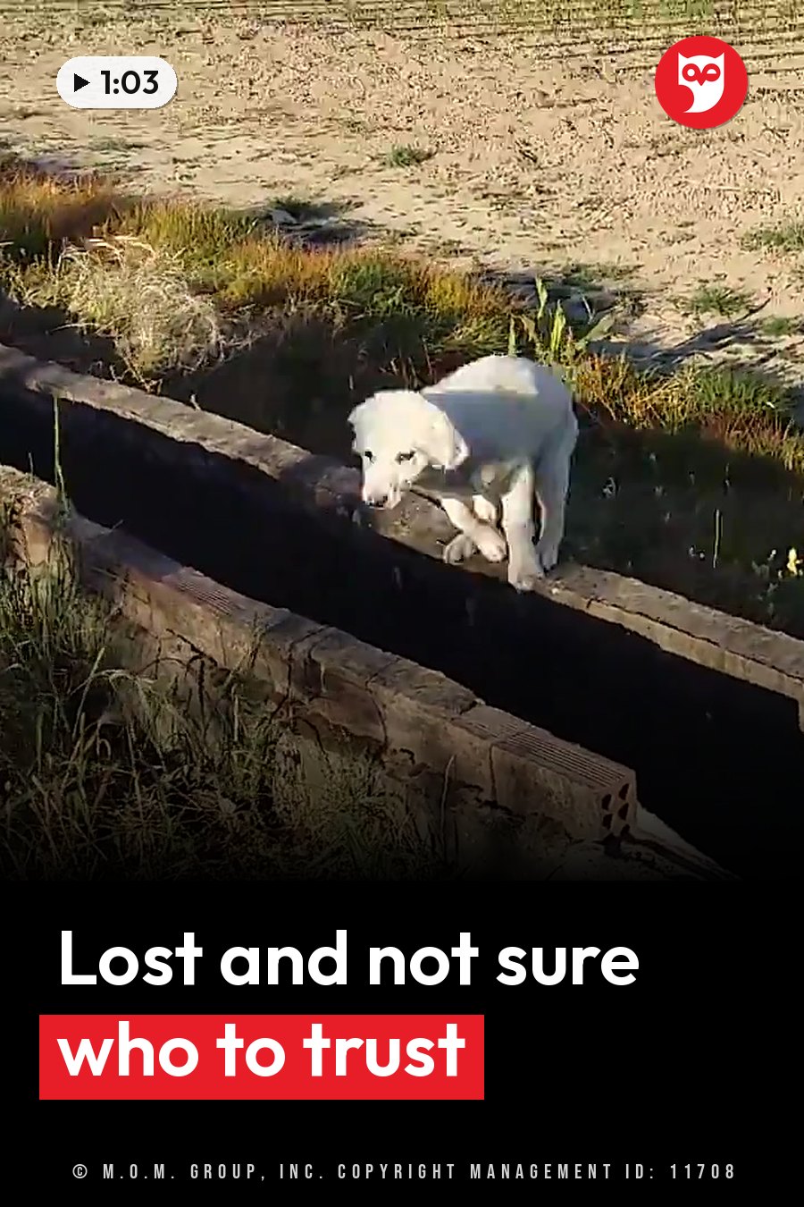 A small white dog stands on a concrete edge next to a grassy area, with sandy ground behind him. A headline runs in white letters across the lower third.