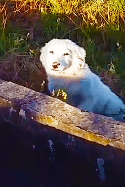 A curious white Great Pyrenees or Maremma sheepdog with a thick coat stands outdoors near water at dusk.