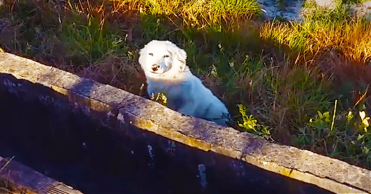 A curious white Great Pyrenees or Maremma sheepdog with a thick coat stands outdoors near water at dusk.