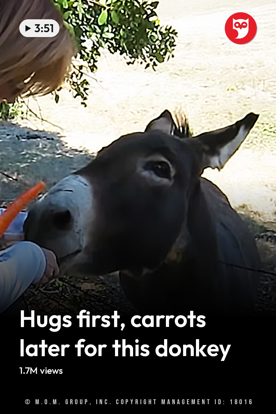A young adult female in a dark green vest and white long-sleeve shirt with orange accents stands outdoors near a donkey, holding a carrot. The scene is set on a dirt path surrounded by trees with lush green foliage. The headline runs in white letters across the lower third.