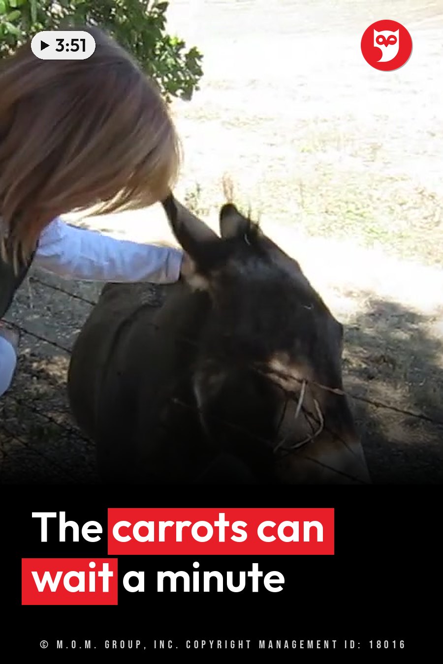 A person pets a dark donkey behind his ear beside a fence on grassy ground. A headline runs in white letters across the lower third.