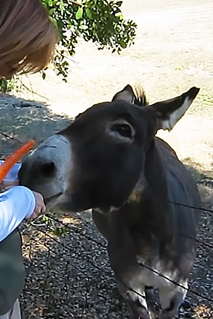 A young adult female in a dark green vest and white long-sleeve shirt with orange accents stands outdoors near a donkey, holding a carrot. The scene is set on a dirt path surrounded by trees with lush green foliage.