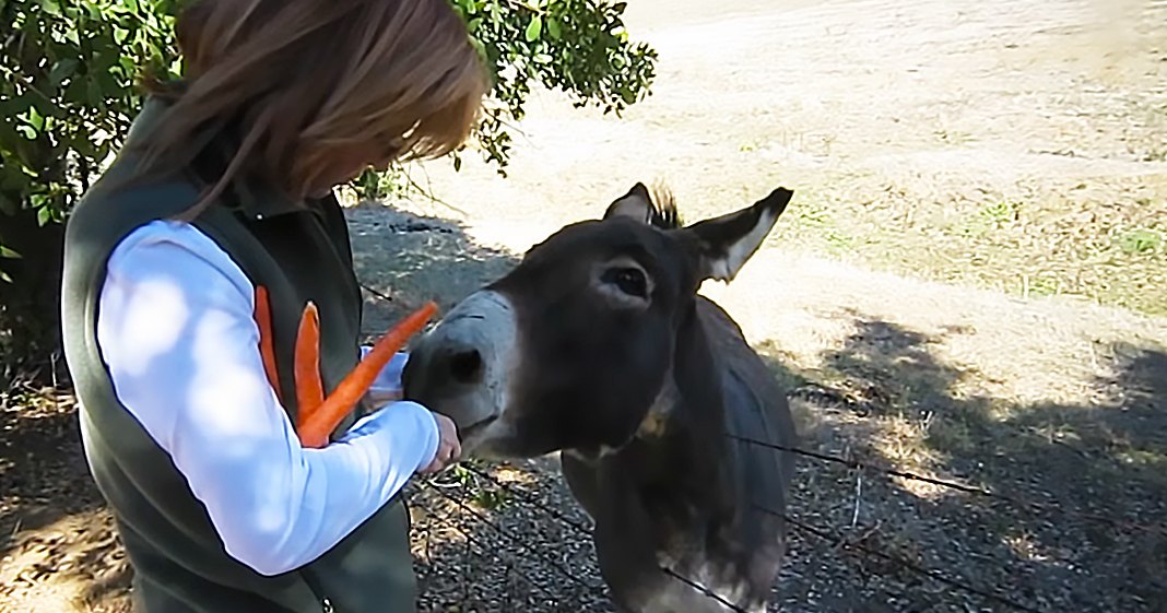 A young adult female in a dark green vest and white long-sleeve shirt with orange accents stands outdoors near a donkey, holding a carrot. The scene is set on a dirt path surrounded by trees with lush green foliage.
