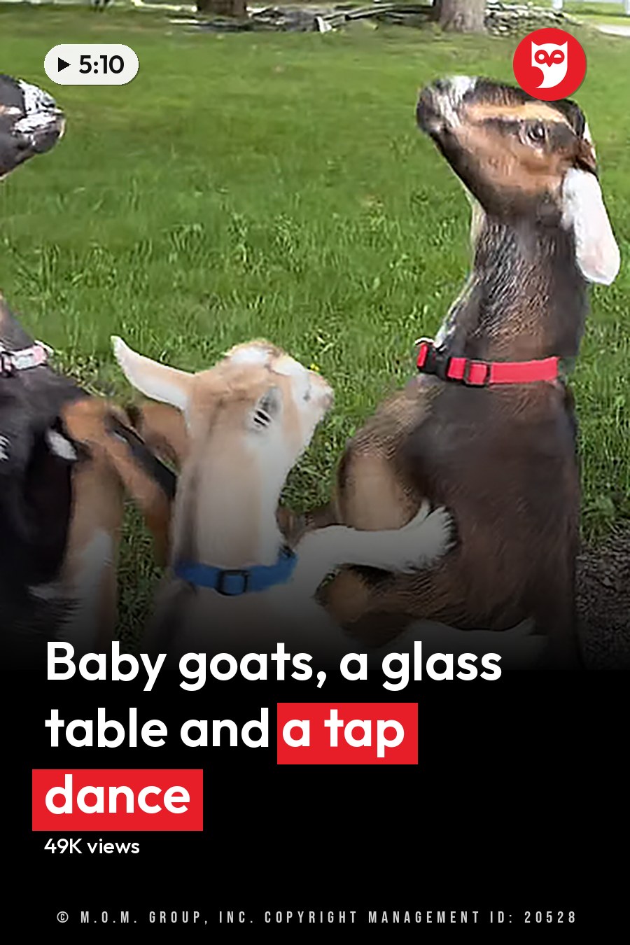 Three young adult or juvenile goats with black, white, brown, and tan markings in a grassy outdoor area with trees, gravel path, spring or summer setting, midday lighting, green, brown, black, white, tan, red collars on two goats. The headline runs in white letters across the lower third.