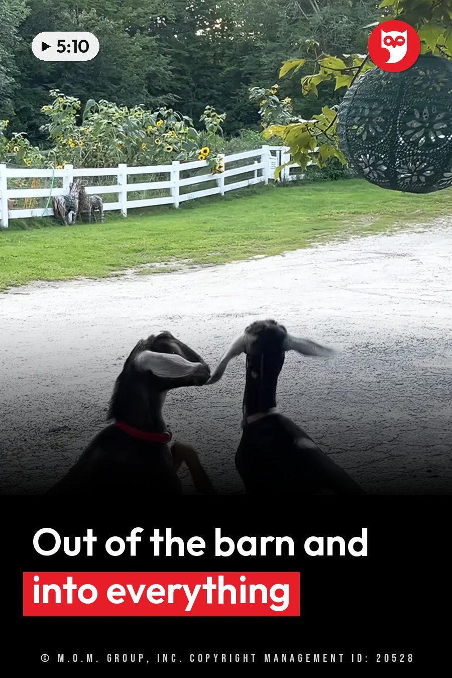 Two goats stand on pavement near a white fence, with sunflowers behind them. A headline runs in white letters across the lower third.